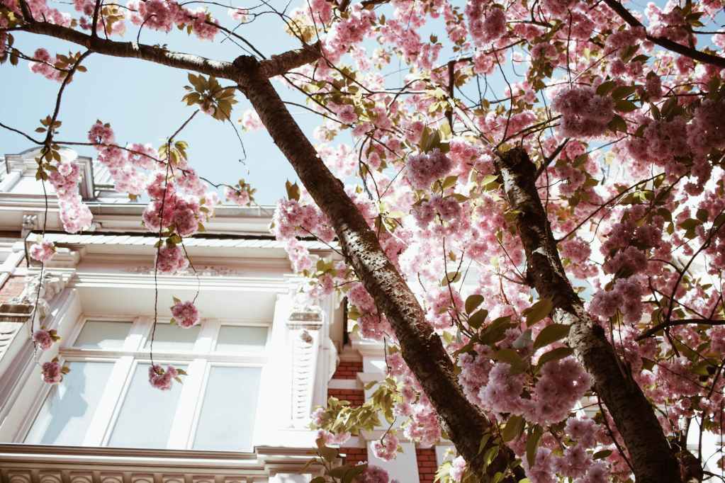 sakura tree