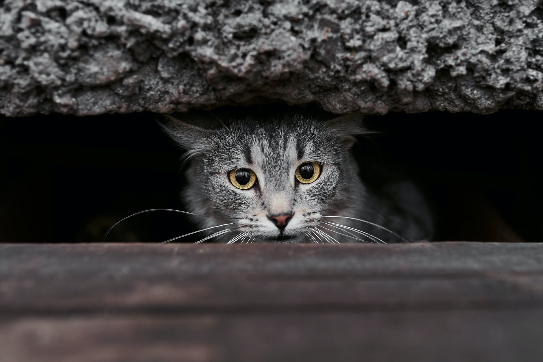 a gray tabby cat peeking