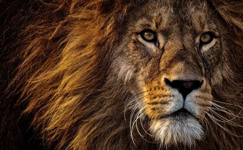 close up photo of lion s head